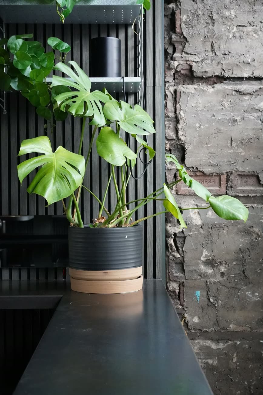 Crabshakk – planting against the slatted interior